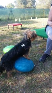 gym dog dogs friends