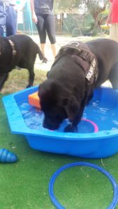 acquagym per cani