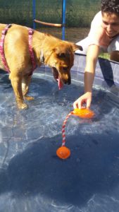 acquagym per cani