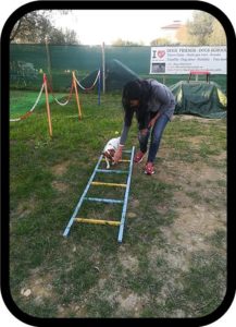mobility dog