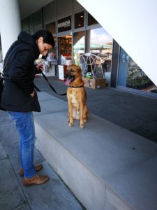 mobility dog