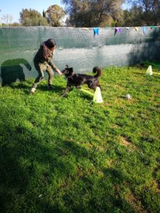 mobility dog chiara ferri