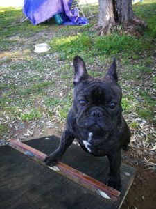 mobility dog livorno