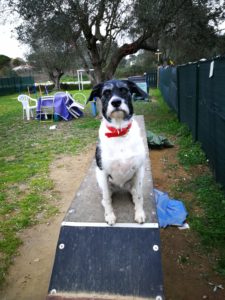 mobility dog
