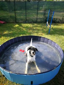 Maddy acquagym per cani