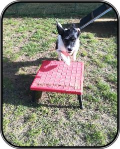mobility dog livorno