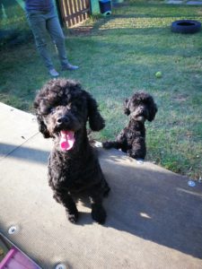 asilo per cani chiara ferri