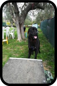 mobility dog chiara ferri
