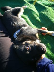 asilo per cani dogs friends