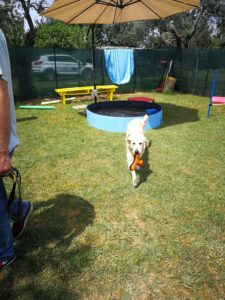 asilo per cani dogs friends