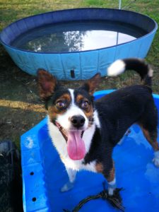 asilo per cani livorno