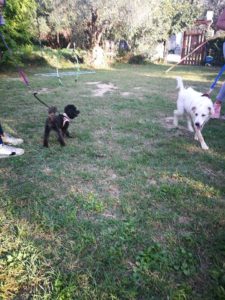 asilo per cani livorno