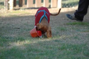 Dogs Friends Livorno