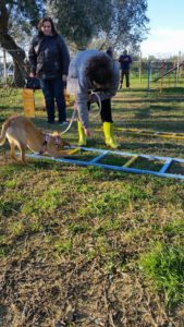 corso di cuccioli chiara ferri
