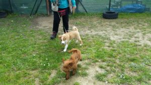 Corso cuccioli Livorno