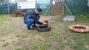 corso di cuccioli di cane