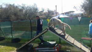 corso di educazione cinofila 