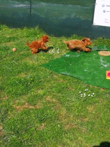 corso di cuccioli dogs friends